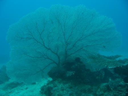 Sipaway Divers,Philippinen