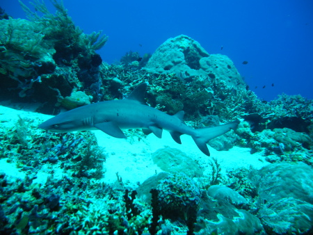 Orca Dive Club Labuan Bajo Flores,Allgemein,Indonesien