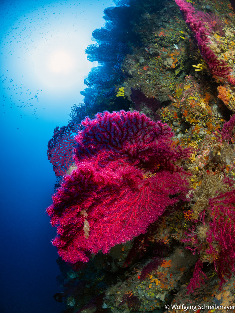 Korallen Adria, Punta Diving, Betina, Kroatien