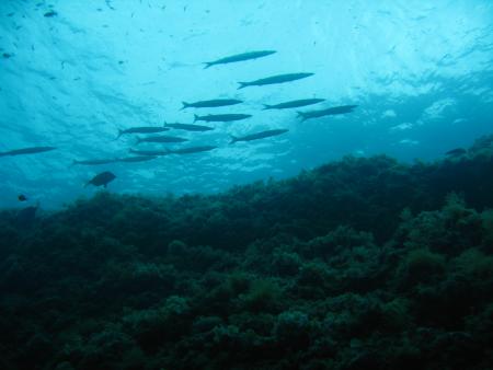 Dive & Fun,Cala D´Or,Mallorca,Balearen,Spanien