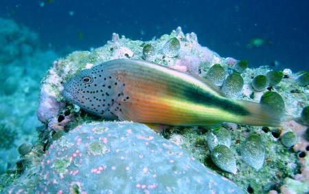 Vakarufahli,Ari-Atoll,Pro Divers,Malediven