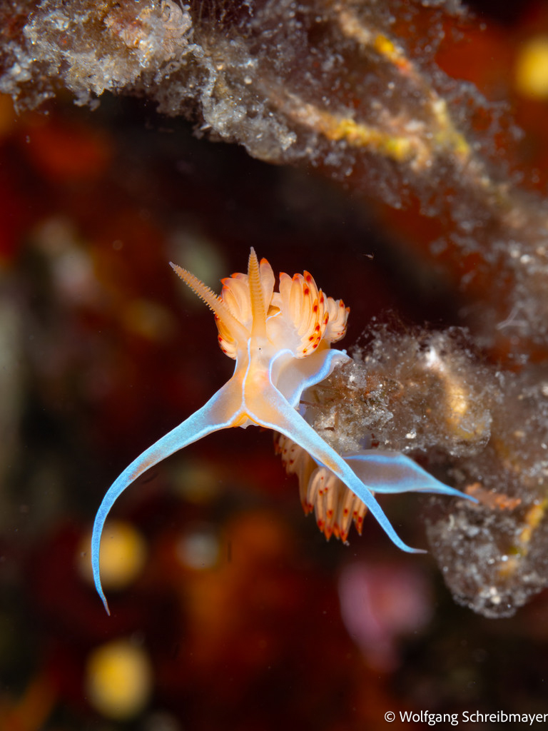 Punta Diving, Betina, Kroatien