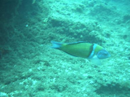 Aquanautic Dive Center Tenerife (ex Barakuda ),Adeje,Teneriffa,Kanarische Inseln,Spanien