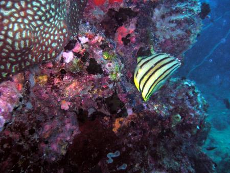 Calypso Diving,Koh Samui,Golf von Thailand,Thailand