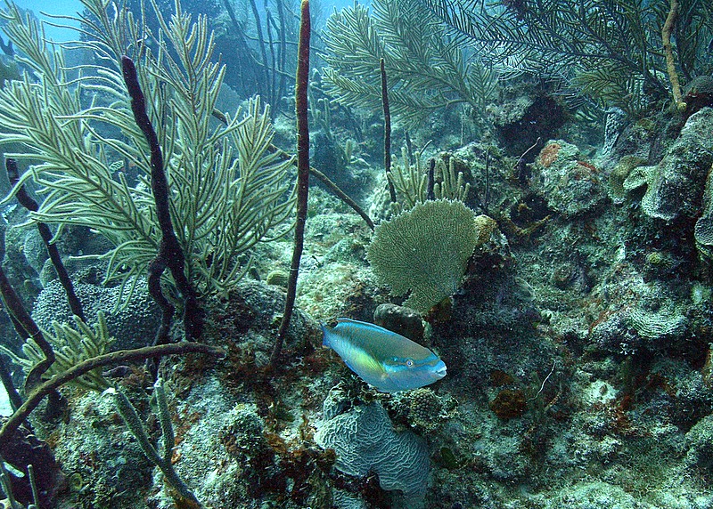 Bayahibe - Parque Nacional II, Bayahibe,Dominikanische Republik
