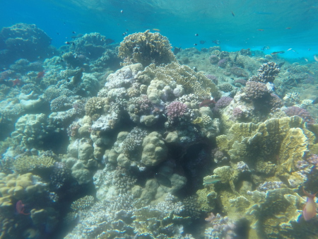 Orca Dive Club Moreen Beach,Marsa Alam und südlich,Ägypten