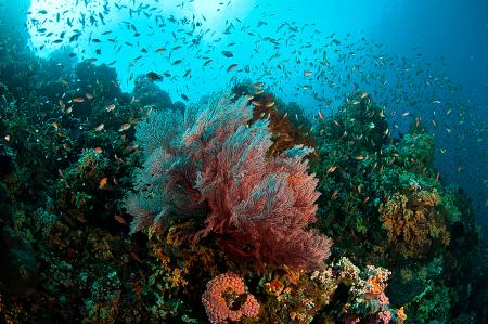 Extra Divers` Liburan Paradise,Indonesien