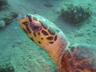 Barakuda DC,Lagona Village,Dahab,Sinai-Nord ab Dahab,Ägypten