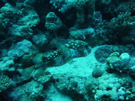 diving.DE el Flamenco,El Quseir bis Port Ghalib,Ägypten