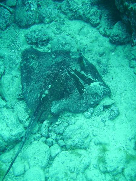 R.C. Diving,Puerto del Carmen,Lanzarote,Kanarische Inseln,Spanien