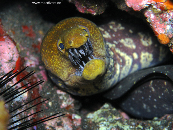 El Hierro, El Hierro,Spanien