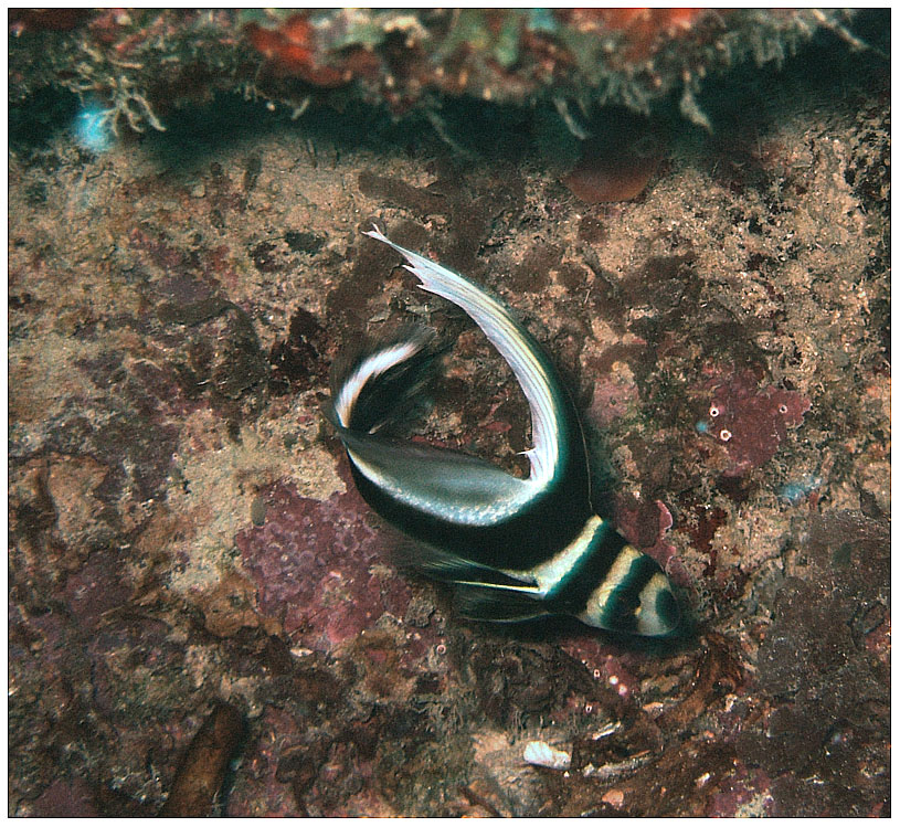 Bayahibe, Bayahibe,Dominikanische Republik