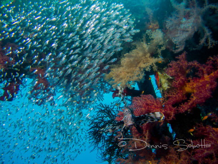 Extra Divers,Aqaba (Radisson Blu),Jordanien