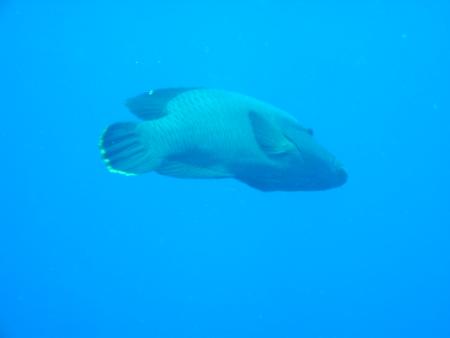 Action-Sport Divingcenter,Cleopatra,Sharm el Sheikh,Sinai-Süd bis Nabq,Ägypten