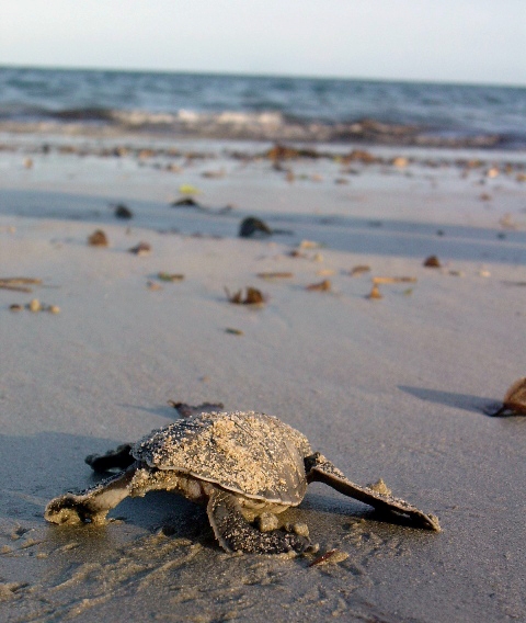 Geheimnis Maziwe -  Tolle Korallenriffe und Schildkröten, Maziwe Island - Nationalpark,Tansania