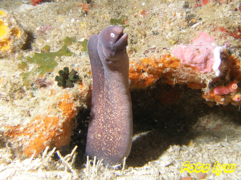 Moalboal, Moalboal & Malapascua,Philippinen