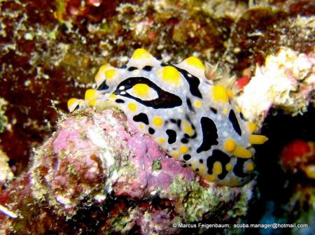 Krabi Noi Marine Dive,Ao Nang,Andamanensee,Thailand