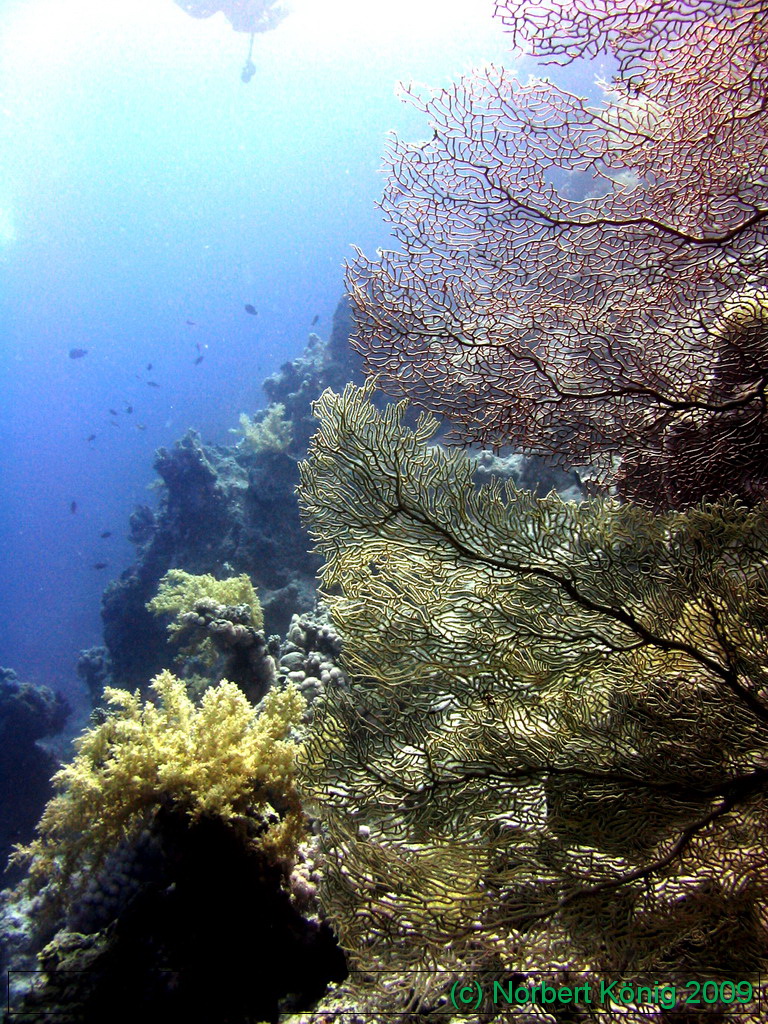 Tauchen mit Sinai Divers, Ras Ghamila (Sharm El Sheikh),Ägypten