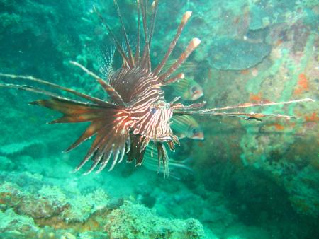 Dream Team Divers,Ya Nui,Phuket,Andamanensee,Thailand