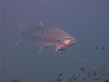 Calypso Diving Koh Tao,Golf von Thailand,Thailand