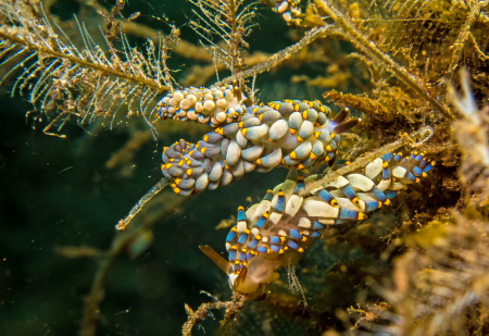 Joes Diving Bali - Die Tauchburg,Bali,Indonesien