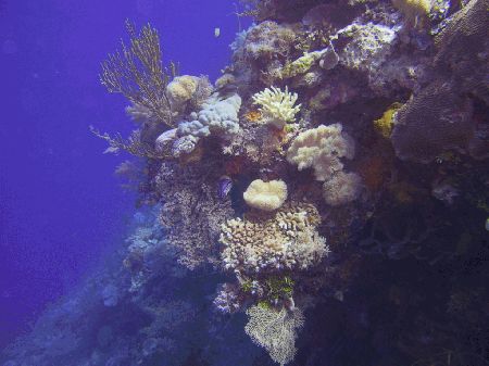 Wakatobi Dive Resort,Sulawesi,Indonesien
