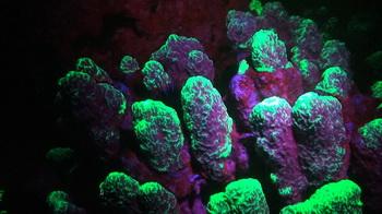 Fluoreszenz - Korallen Projekt 2012, Dahab, &Auml;gypten