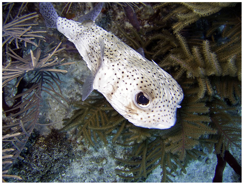 Bayahibe, Bayahibe,Dominikanische Republik