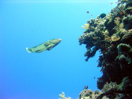 Colona Divers,Magawish Resort,Hurghada,Ägypten