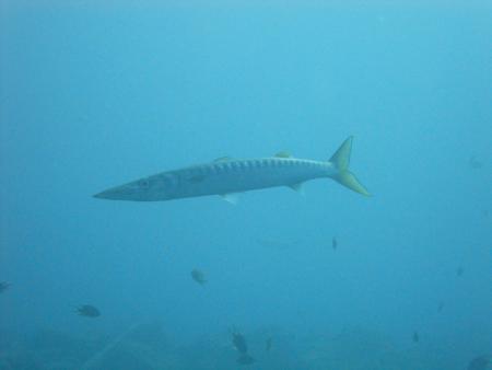 Aquatis Divingcenter Lanzarote,Kanarische Inseln,Spanien