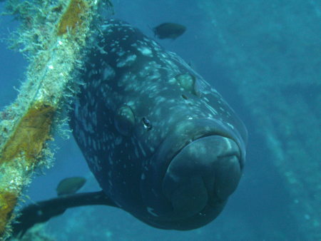 Lucky Divers,Agia Napa,Zypern