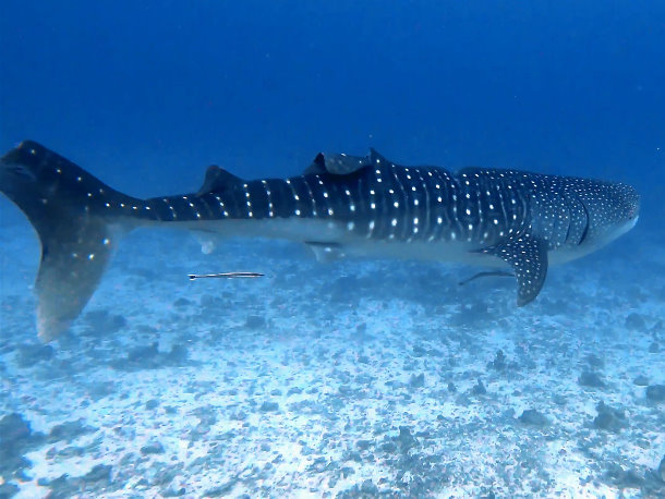 Shamar Divers Maamigili, Malediven