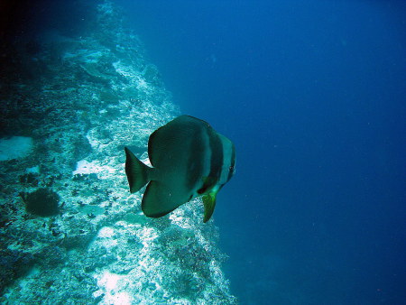 Ellaidhoo,Ari Atoll,Alfons Straub Dive & Sail,Malediven