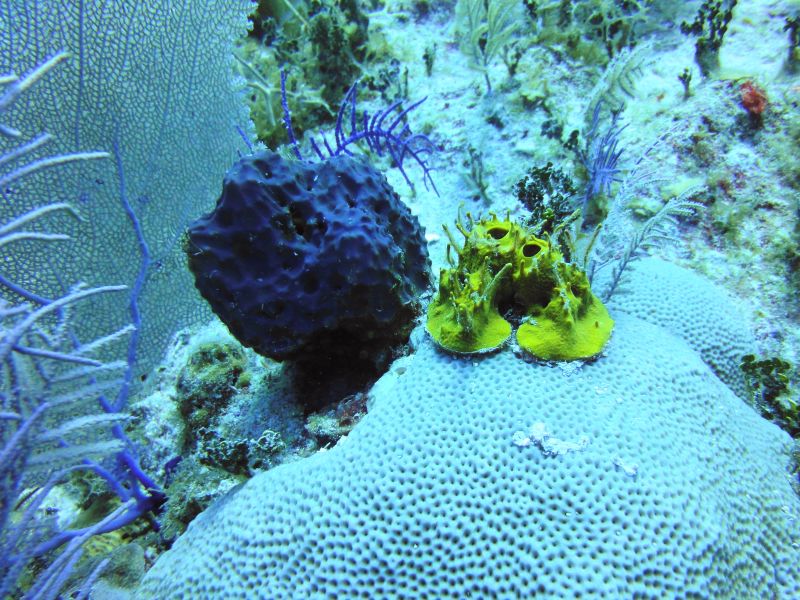 Unterwasserlandschaft und Korallen, Jardines de la Reina,Kuba