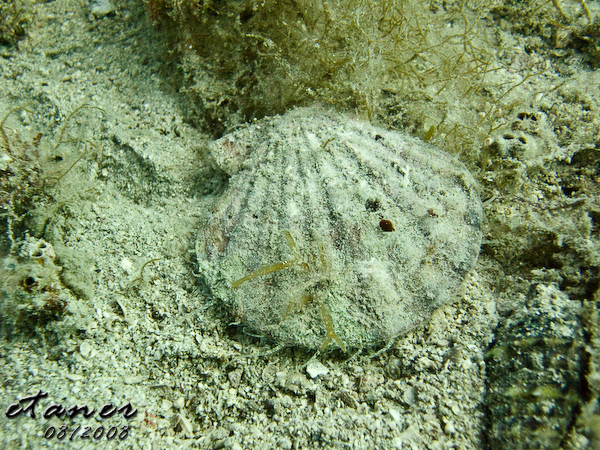 Hausbucht Scuba Valdaliso, Rovinj, Rovinj,Kroatien