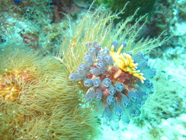 Koralle, Koralle, Reef Oasis Viva Dominican, Bayahibe, Dominikanische Republik