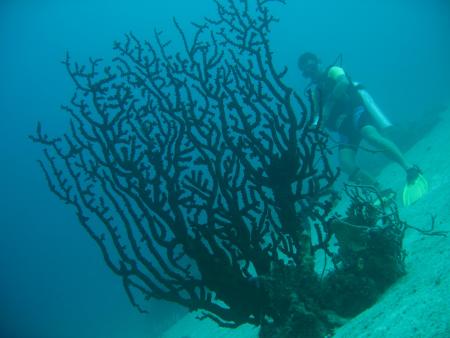 Cabanbanan Divers,Romblon,Philippinen