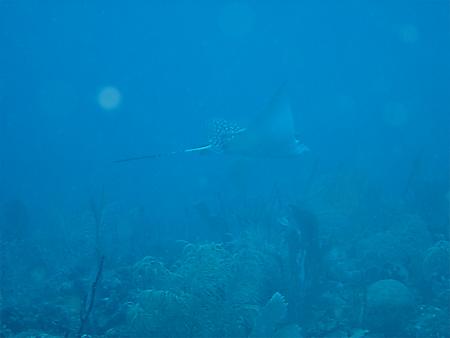 Sea Pro Divers,Boca Chica,Dominikanische Republik