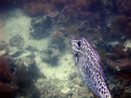 Calypso Diving,Koh Samui,Golf von Thailand,Thailand