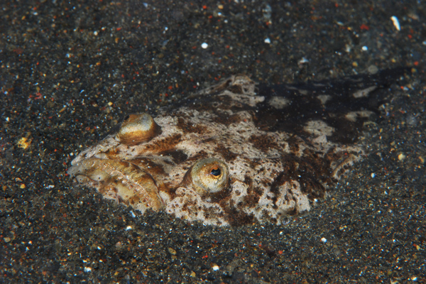 Lembeh strait, Lembeh Strait,Nord Sulawesi,Indonesien