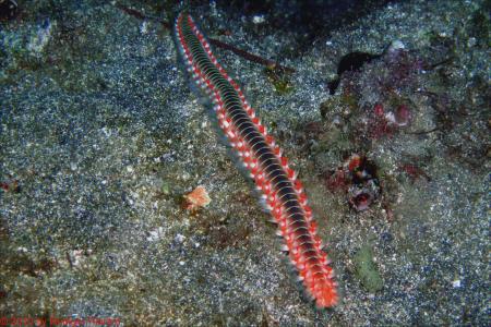 Buceo-Sub La Palma,Kanarische Inseln,Spanien