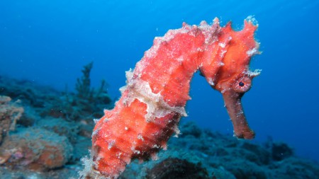 Maluku Divers,Ambon,Allgemein,Indonesien