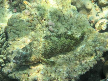 Bathala,Diving Center Werner Lau,Nord Ari Atoll,Malediven