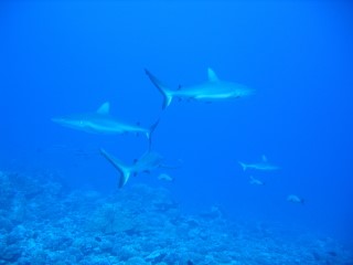 Moorea, Moorea und Fakarava,Französisch-Polynesien