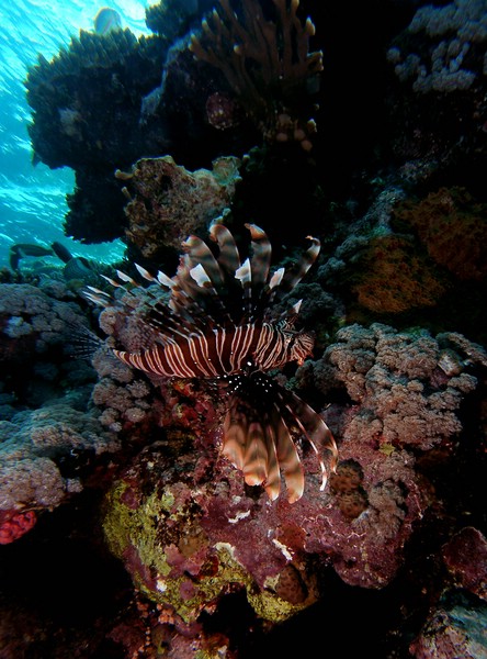 Ras Mohamed - Reef life, Wrack der Jolanda,Ras Mohammed,Ägypten