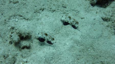 Blue Planet Diving Center,Alona Beach,Panglao,Bohol,Philippinen