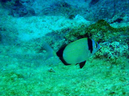 Likya Diving,Kas,Türkei