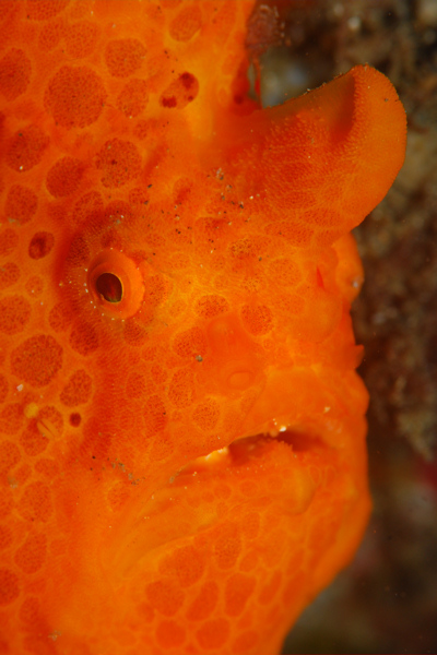 Lembeh strait, Lembeh Strait,Nord Sulawesi,Indonesien