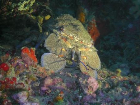 R.C. Diving,Puerto del Carmen,Lanzarote,Kanarische Inseln,Spanien