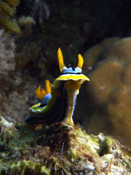 Coco White Beach Resort,Basdio Guindulman,Bohol,Philippinen